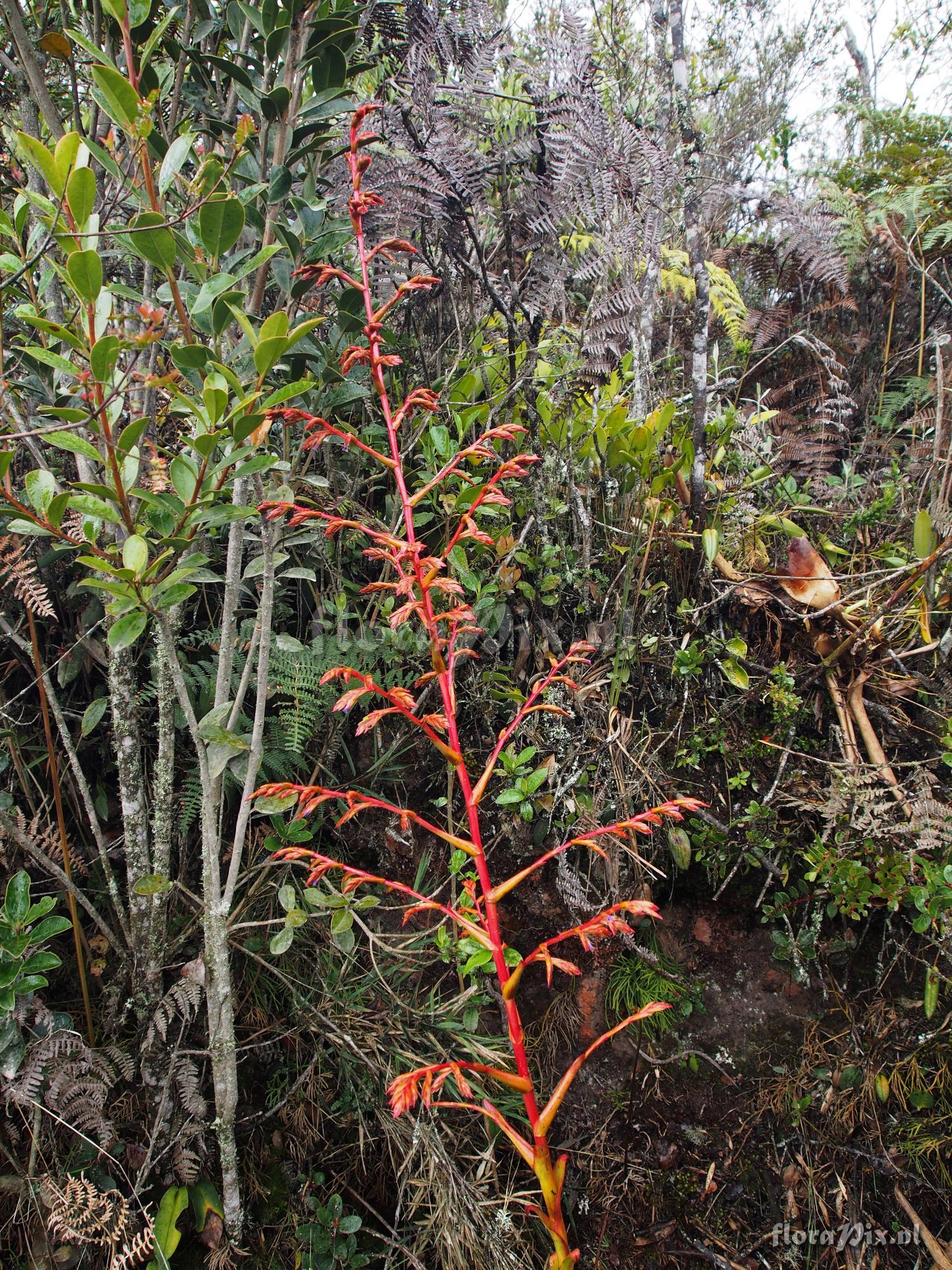 Tillandsia unknown5