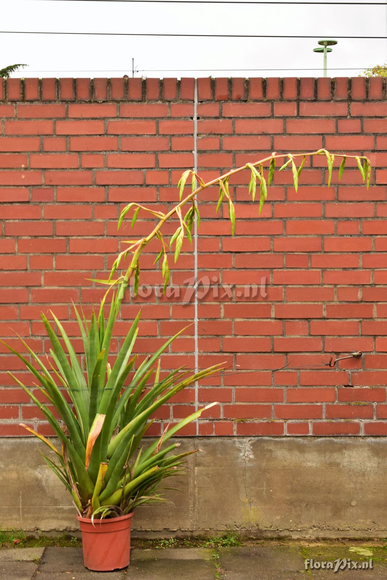 Tillandsia carnosa var. boliviensis