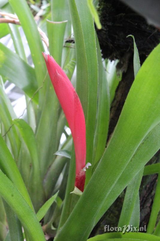 Billbergia distachia 