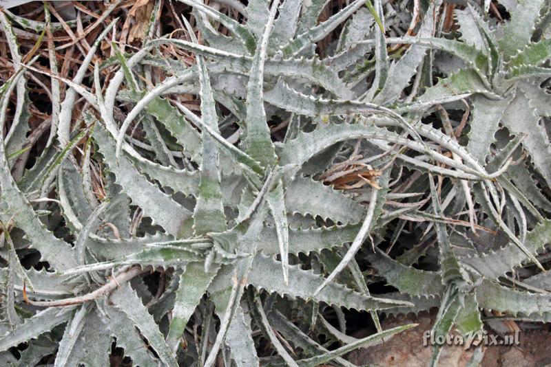 Hechtia marnier-lapostollei