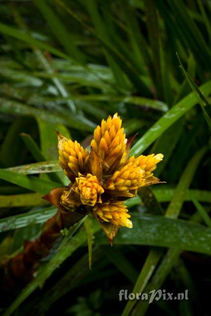 Guzmania