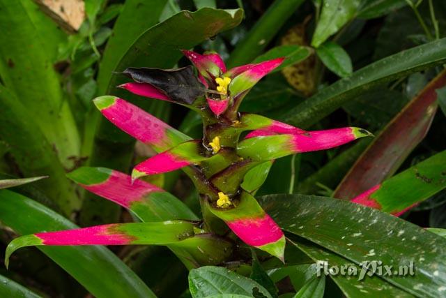 Guzmania kareniae