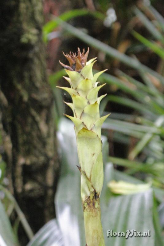 Pitcairnia sceptrigera