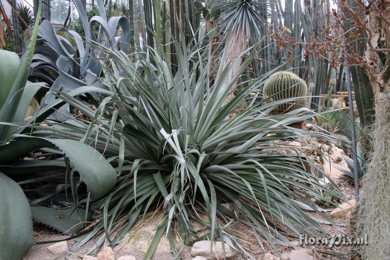 Puya spathacea