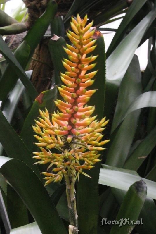 Aechmea caudata