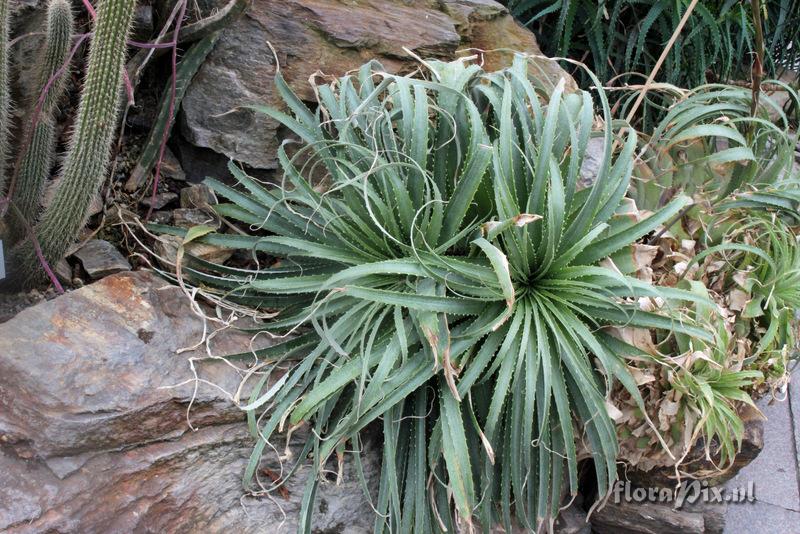 Hechtia epigyna