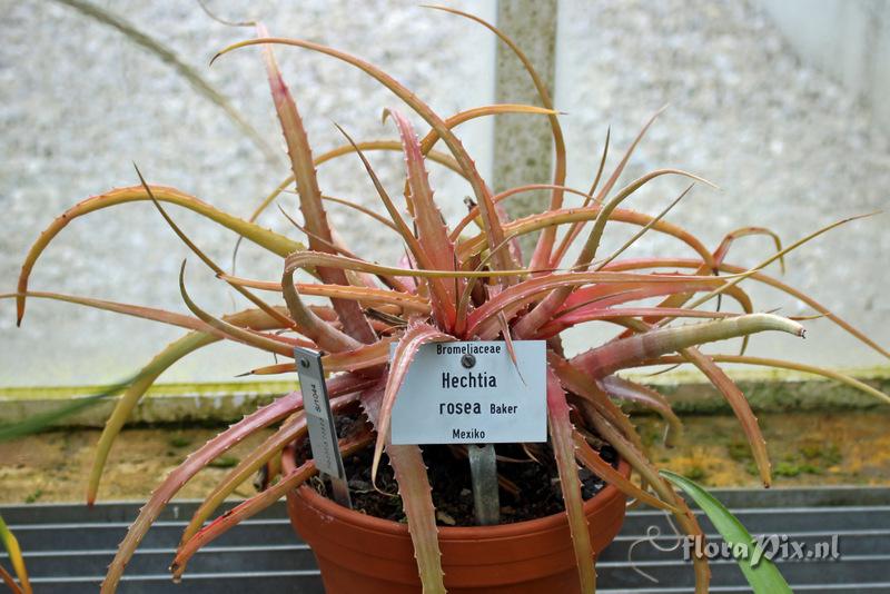 Hechtia rosea