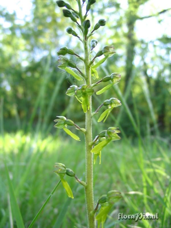 Listera ovata