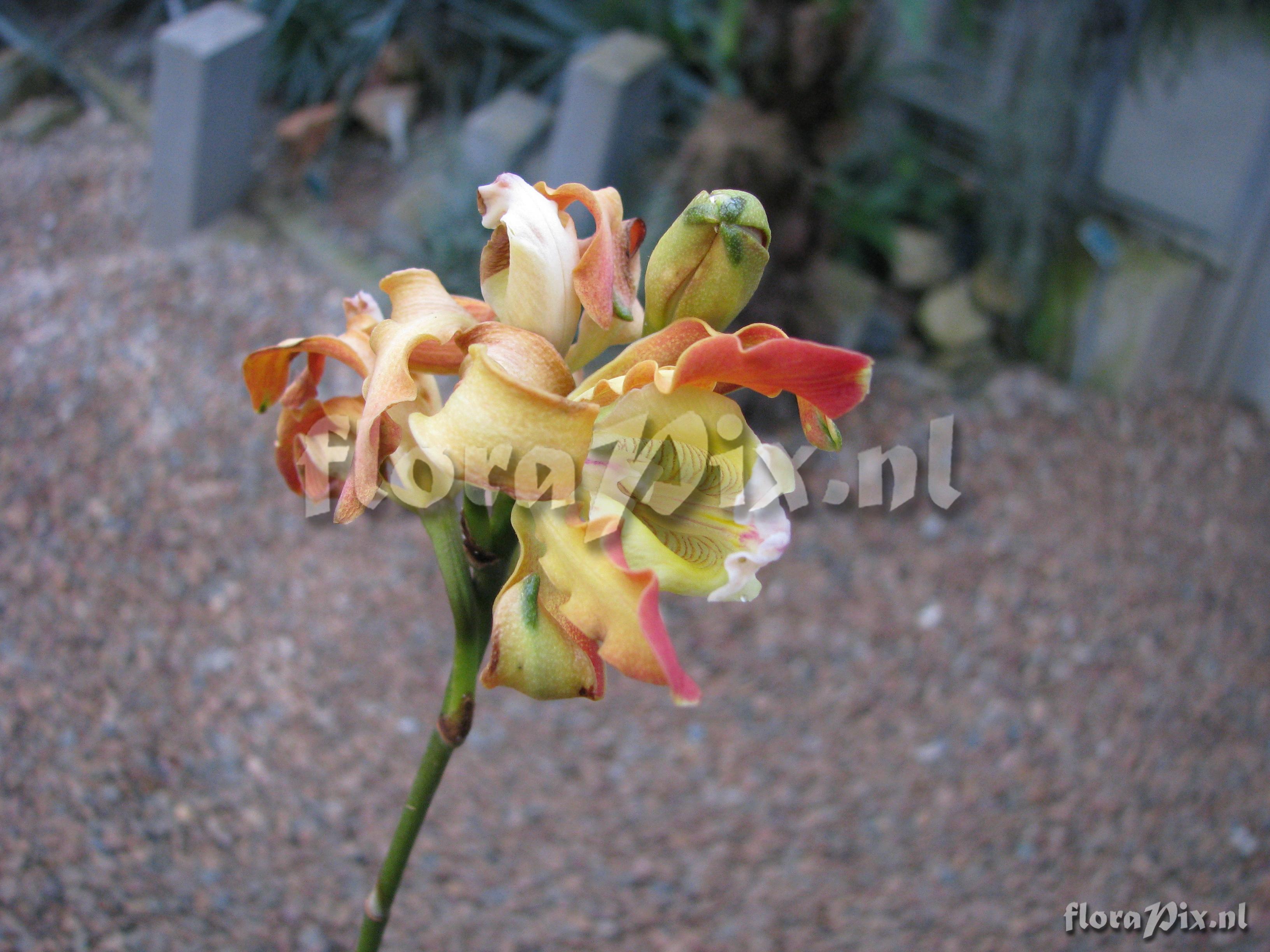 Myrmecophila brysiana