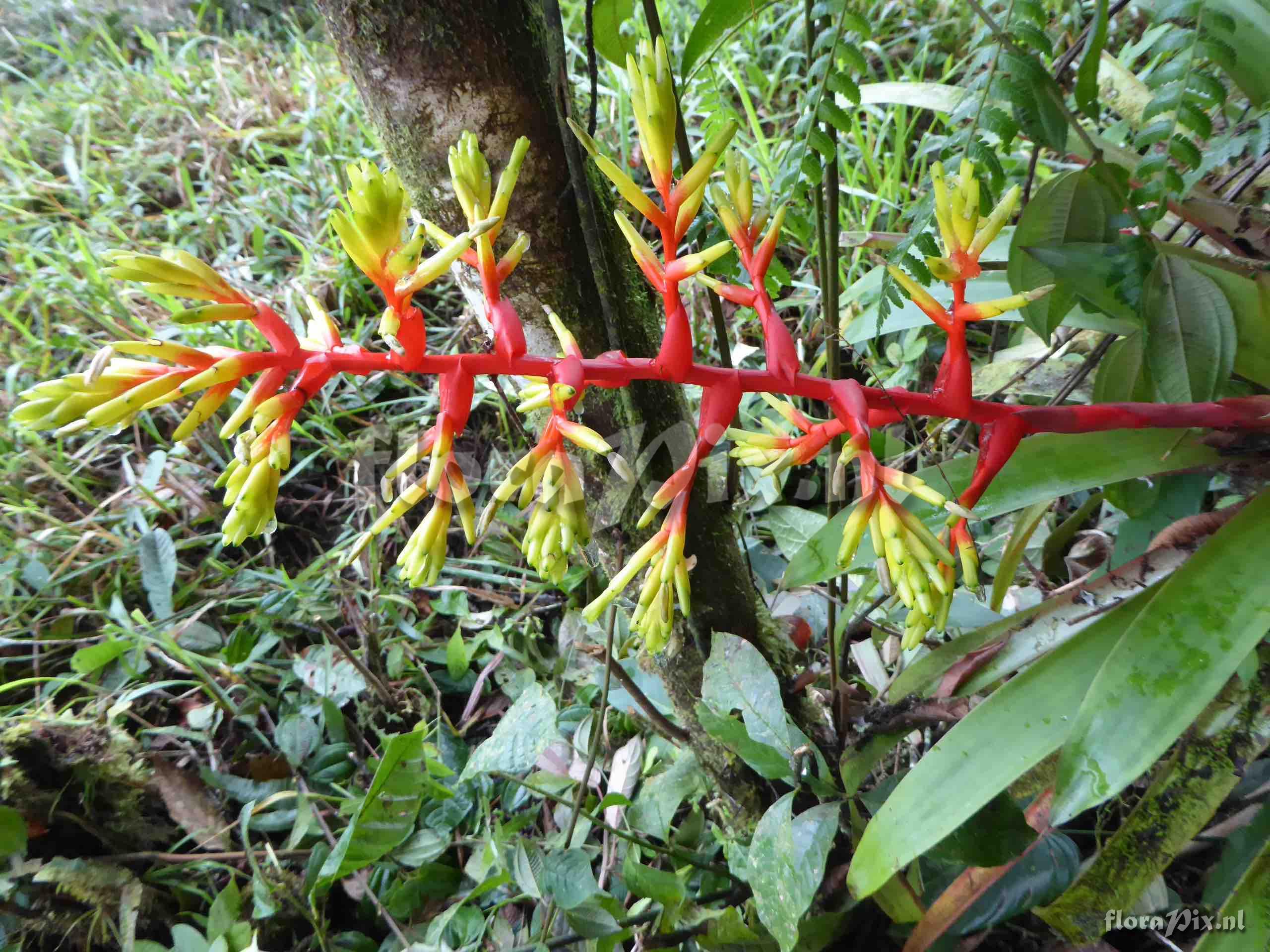 Guzmania scherzeriana 