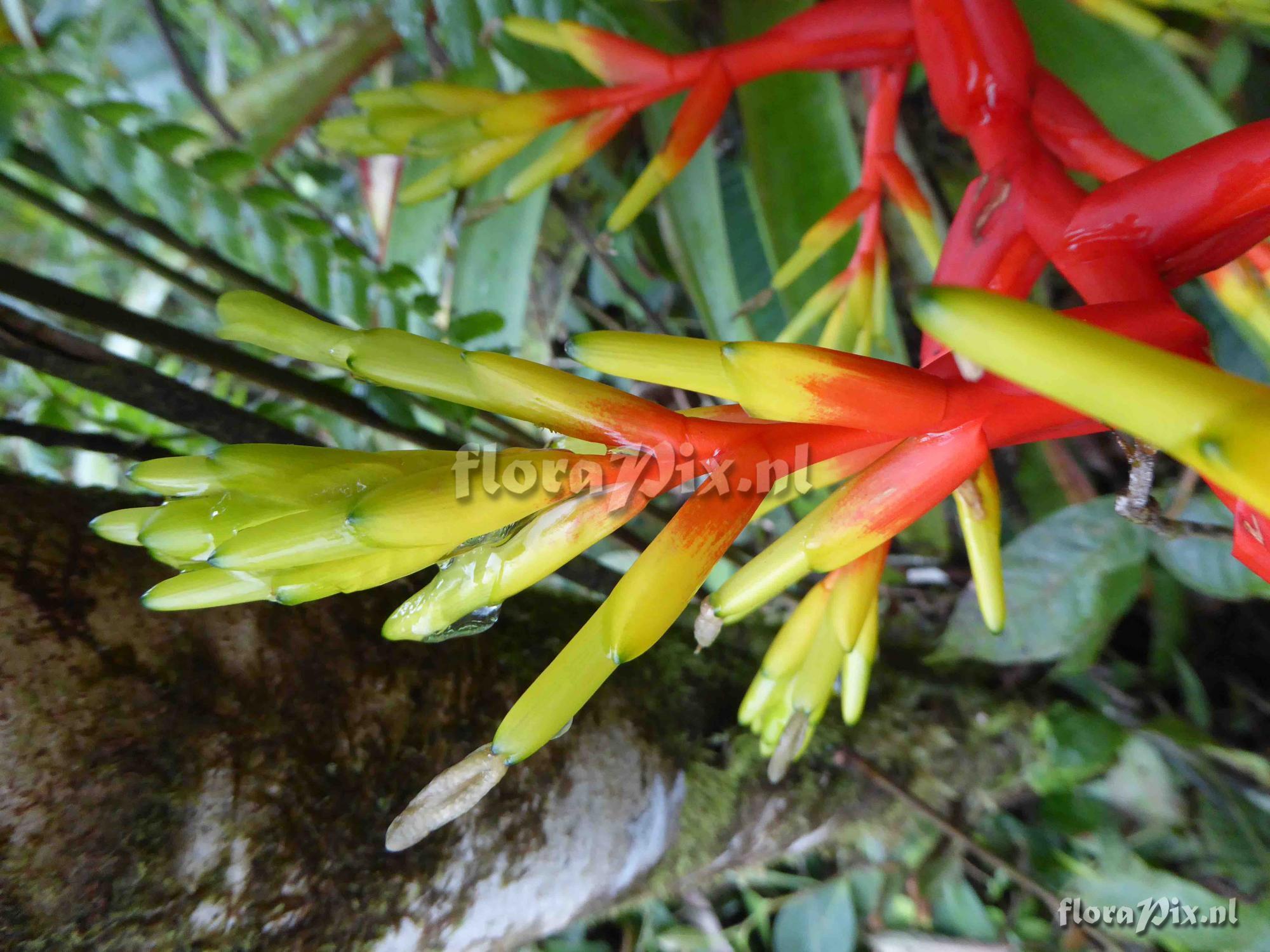 Guzmania scherzeriana 