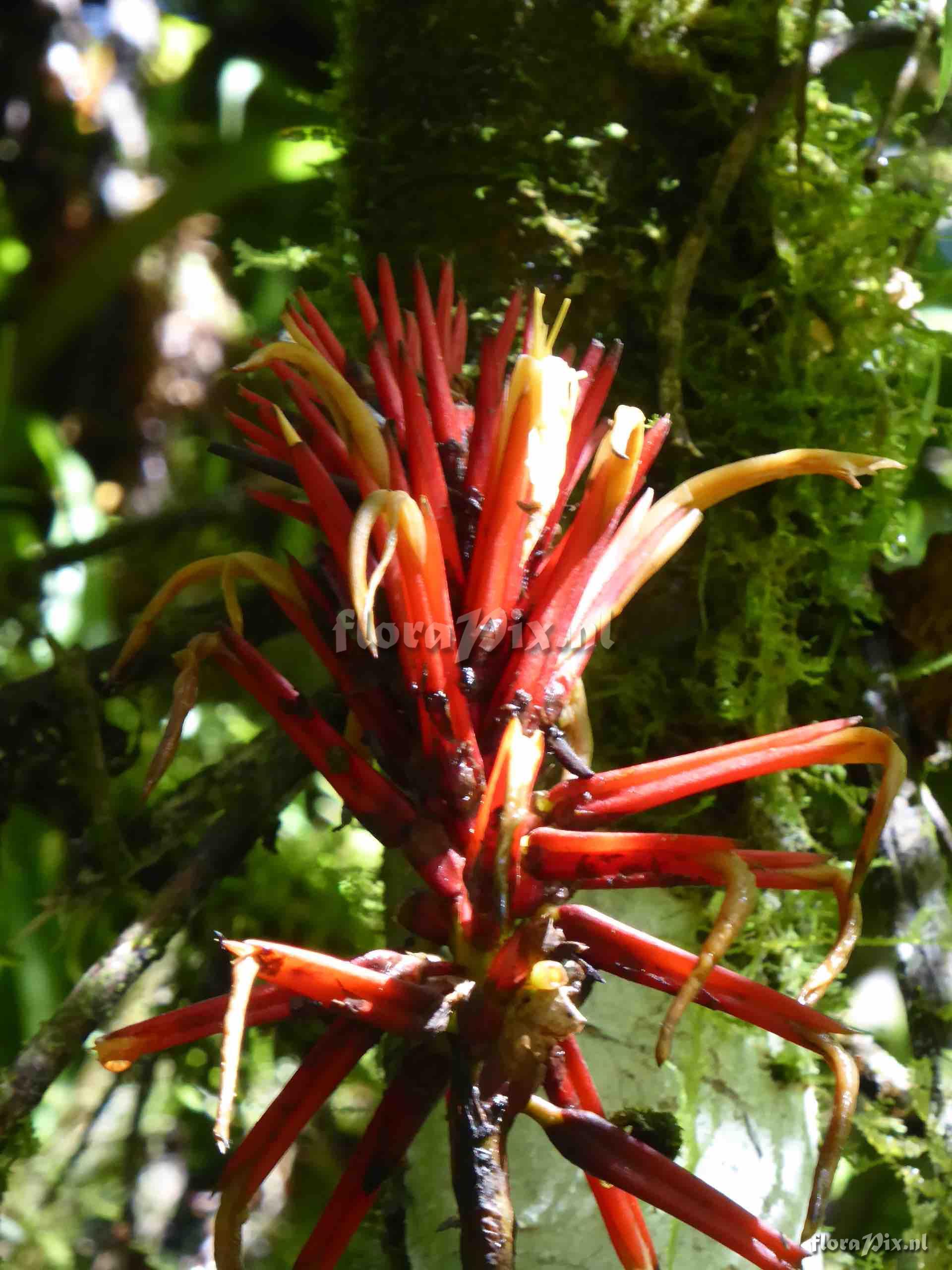 Pitcairnia deroosei