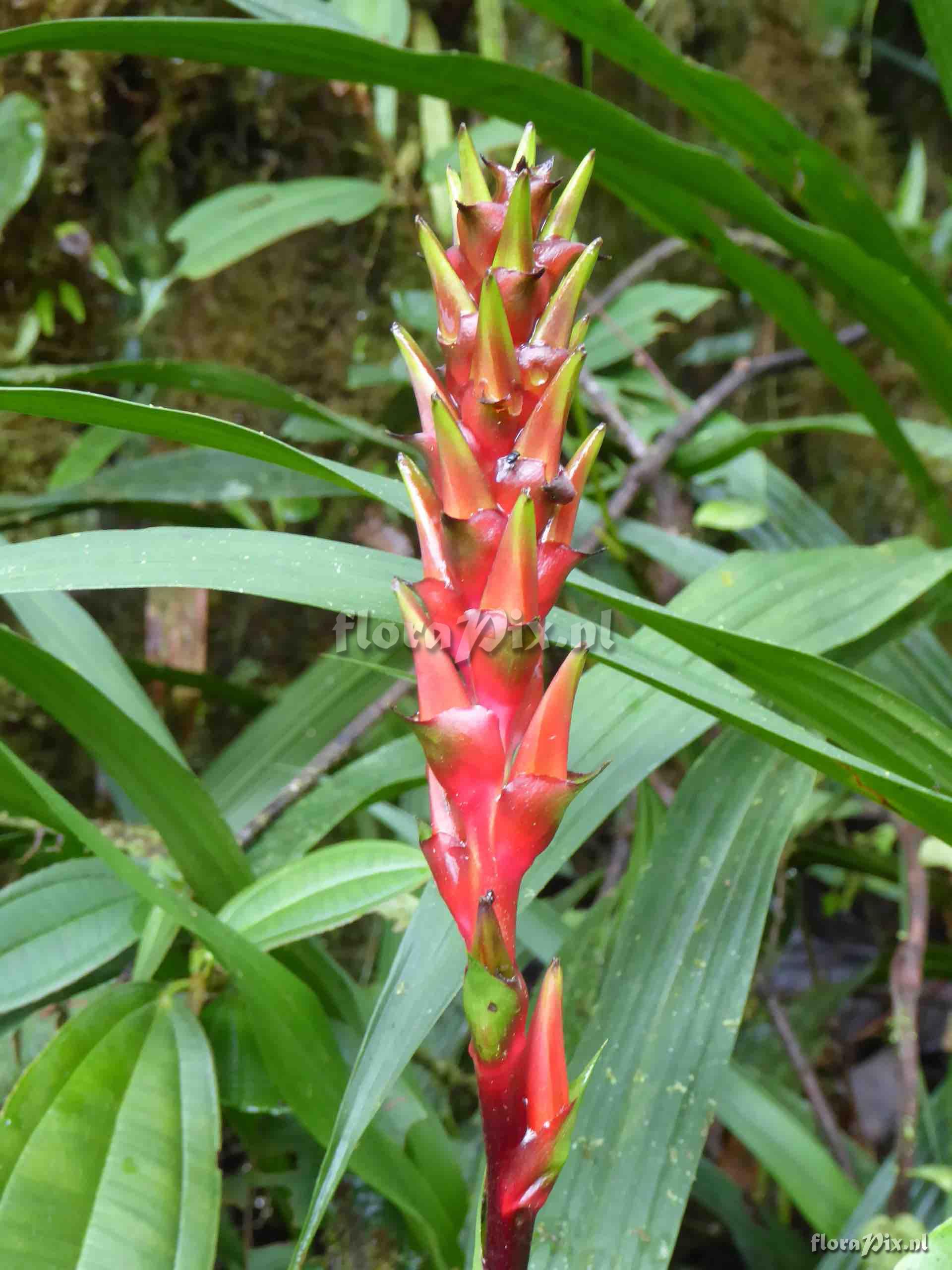 Pitcairnia luteyniorum