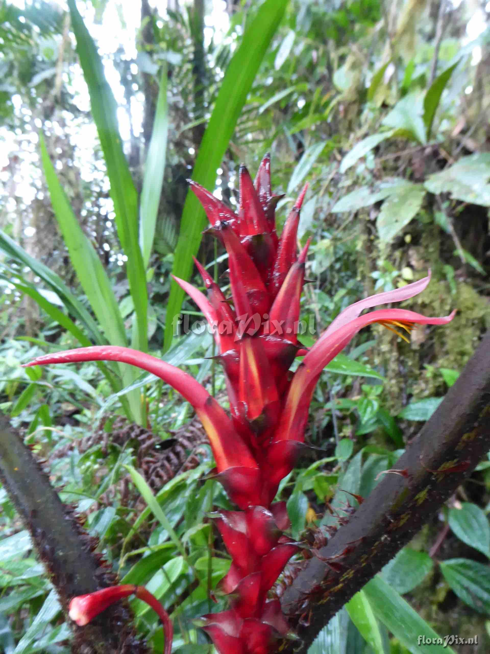 Pitcairnia luteyniorum