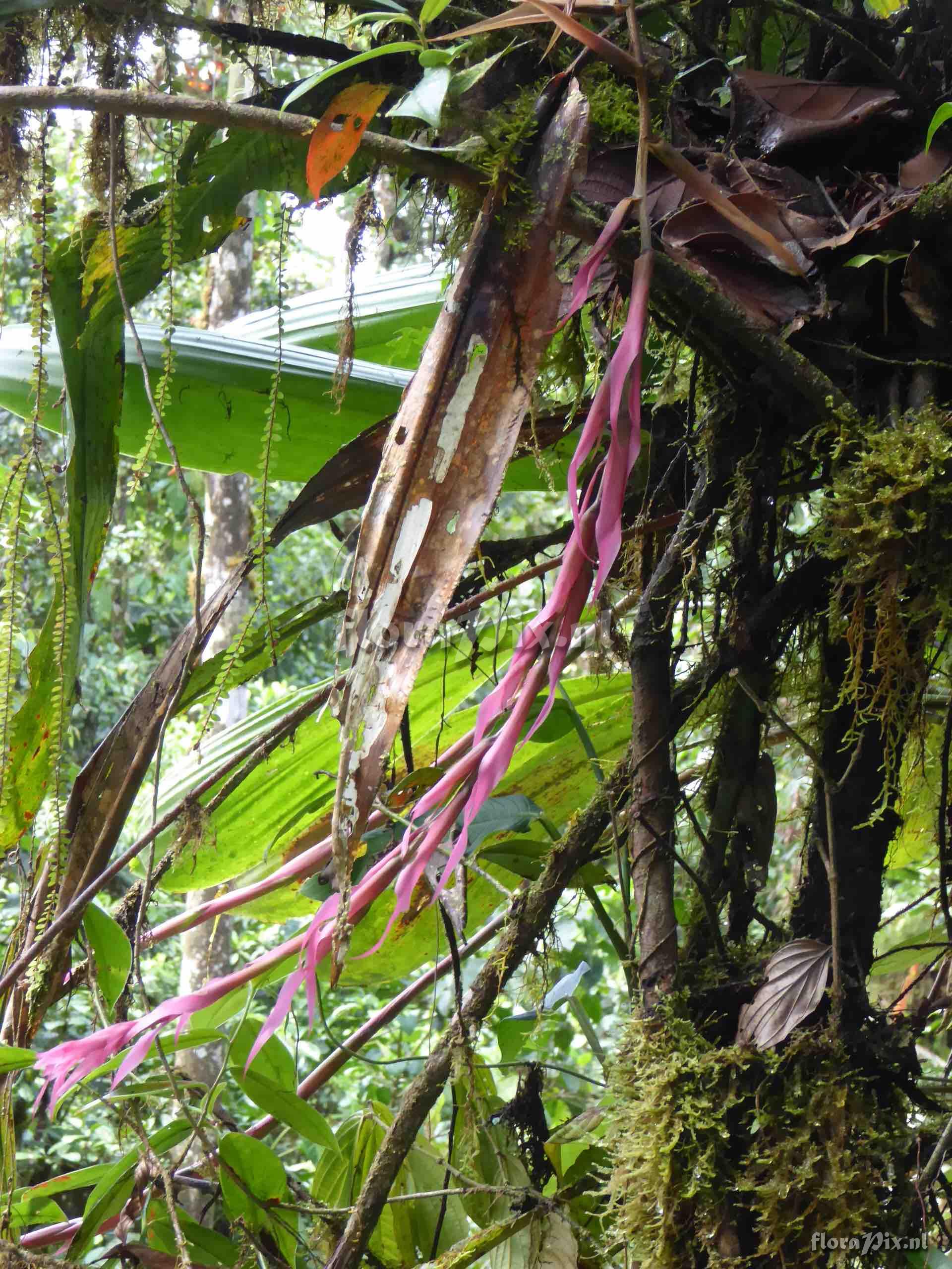 Pitcairnia sp.?