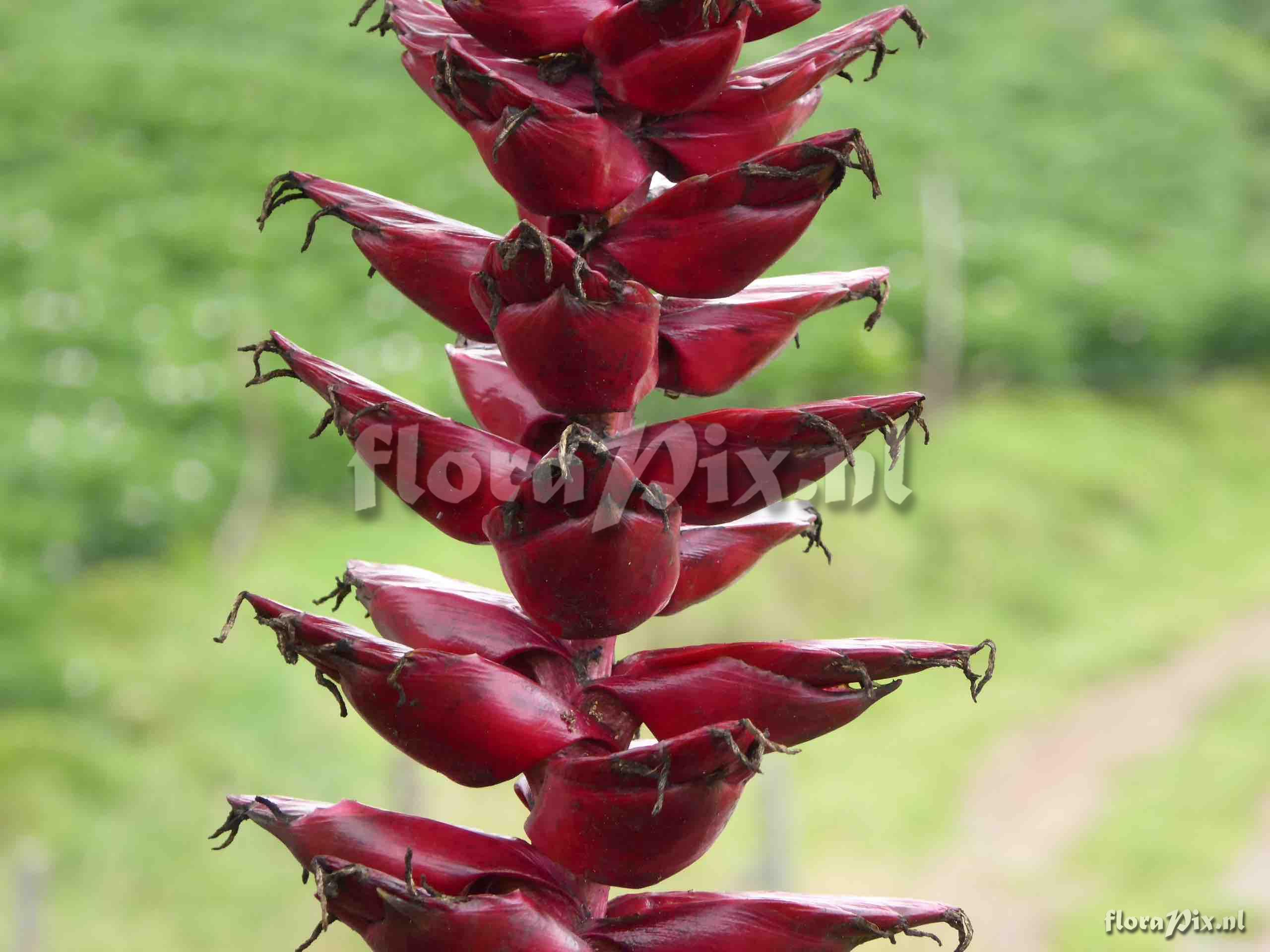 Tillandsia buseri