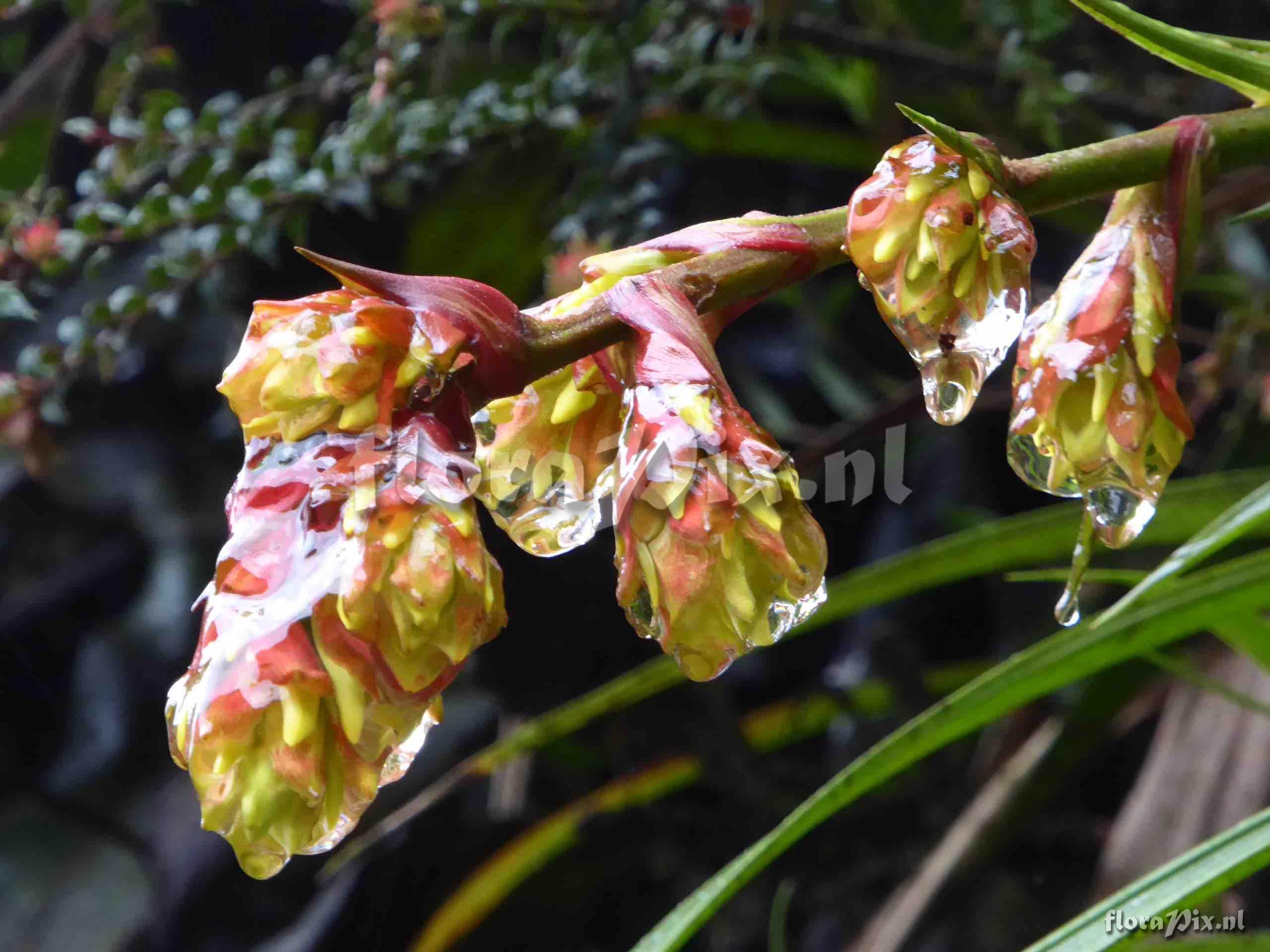 Guzmania sp. 