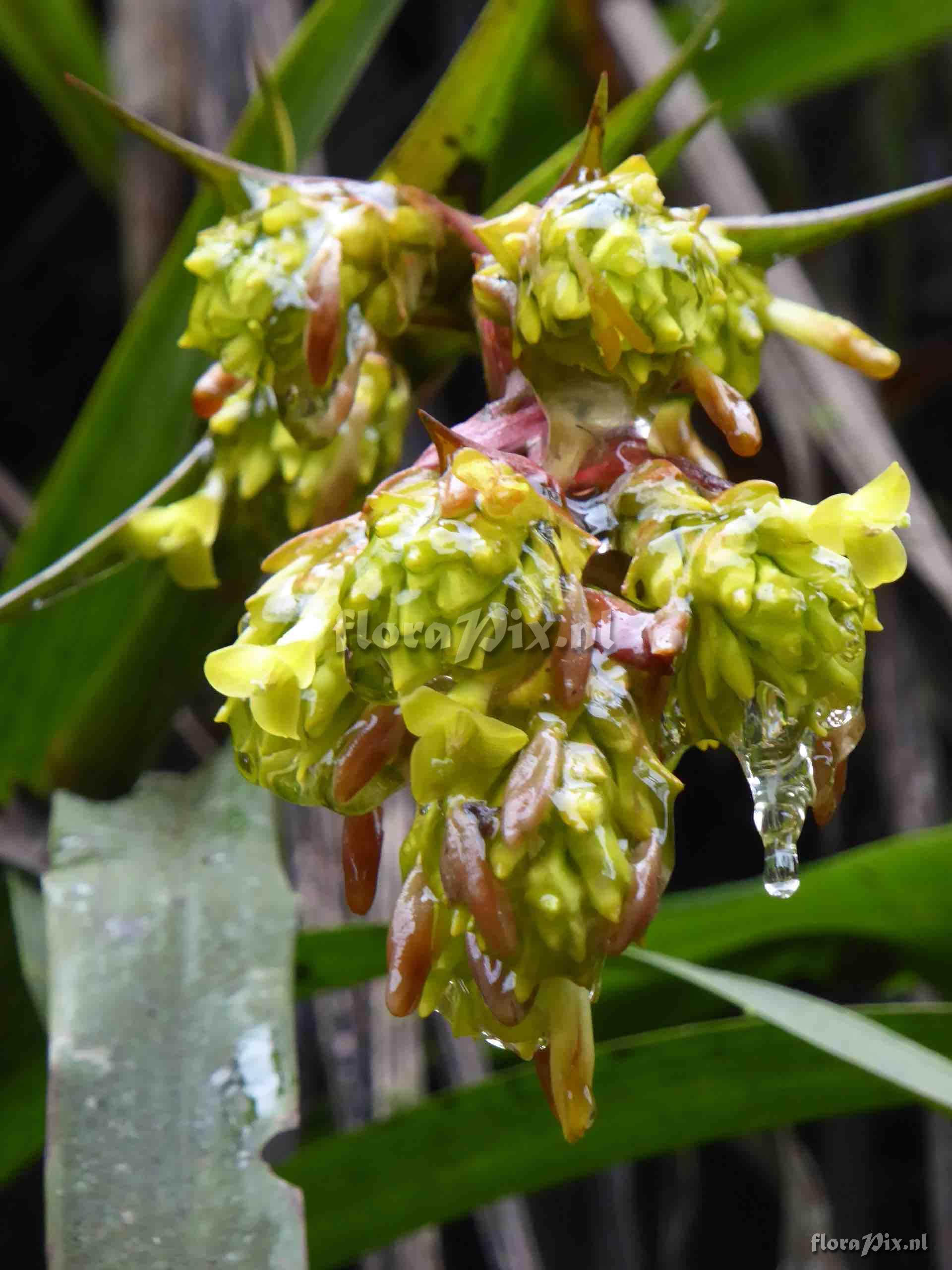 Guzmania sp. 