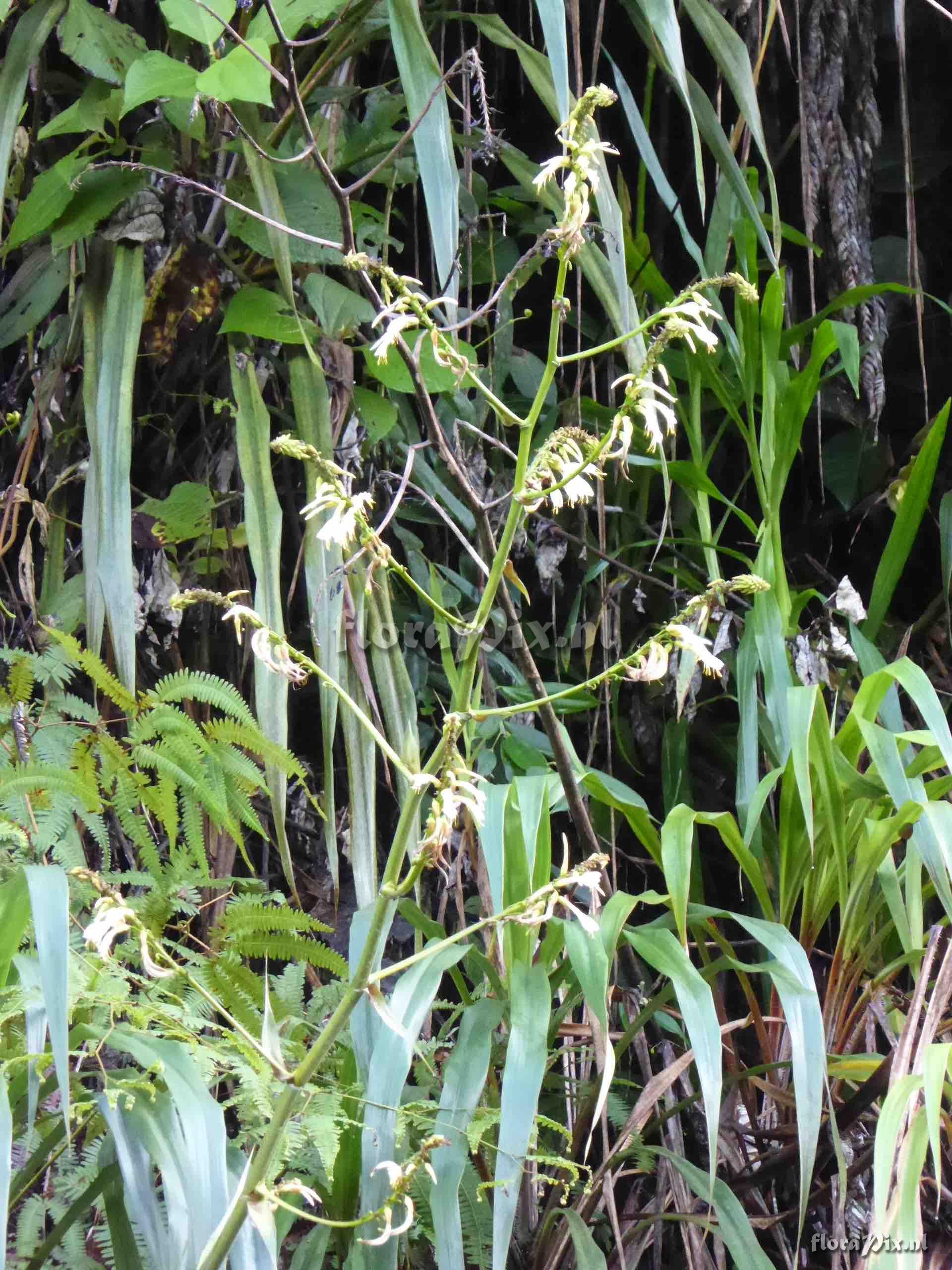 Pitcairnia tillii