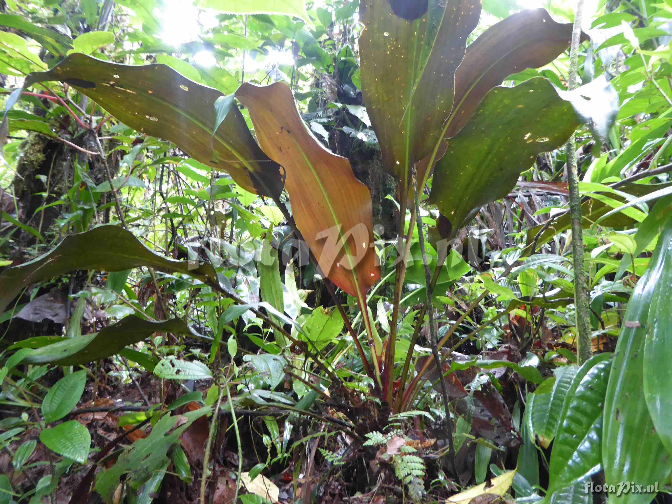 Pitcairnia spectabilis