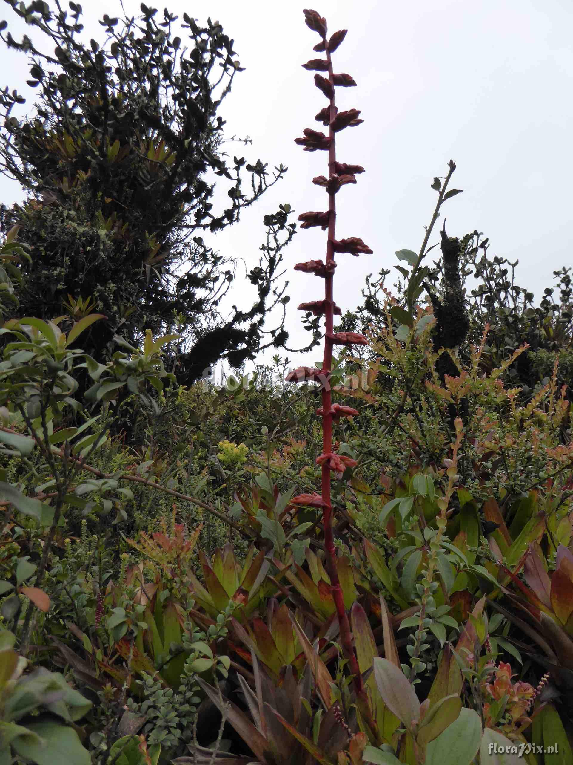 Guzmania bakeri