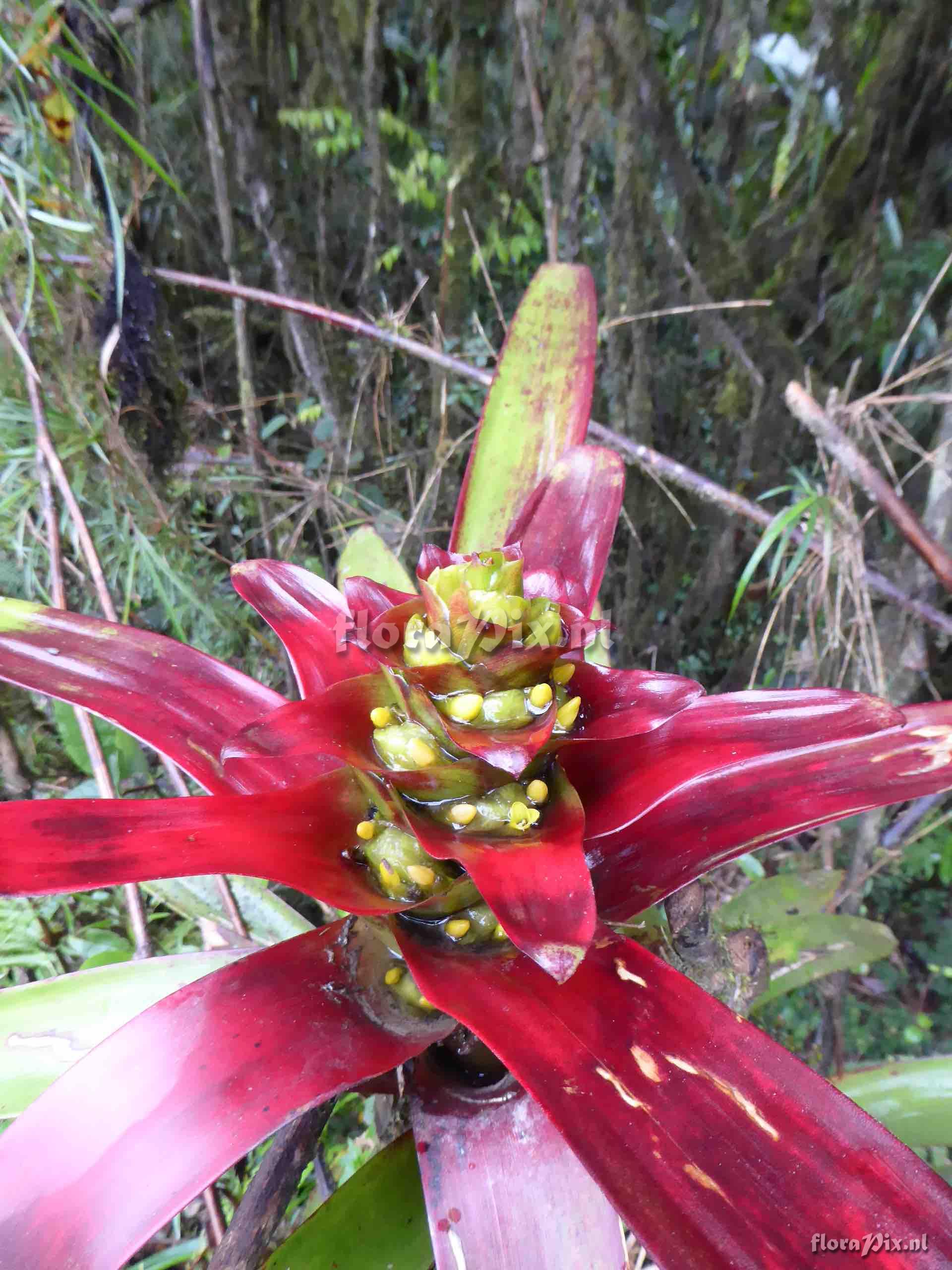 Guzmania squarrosa   