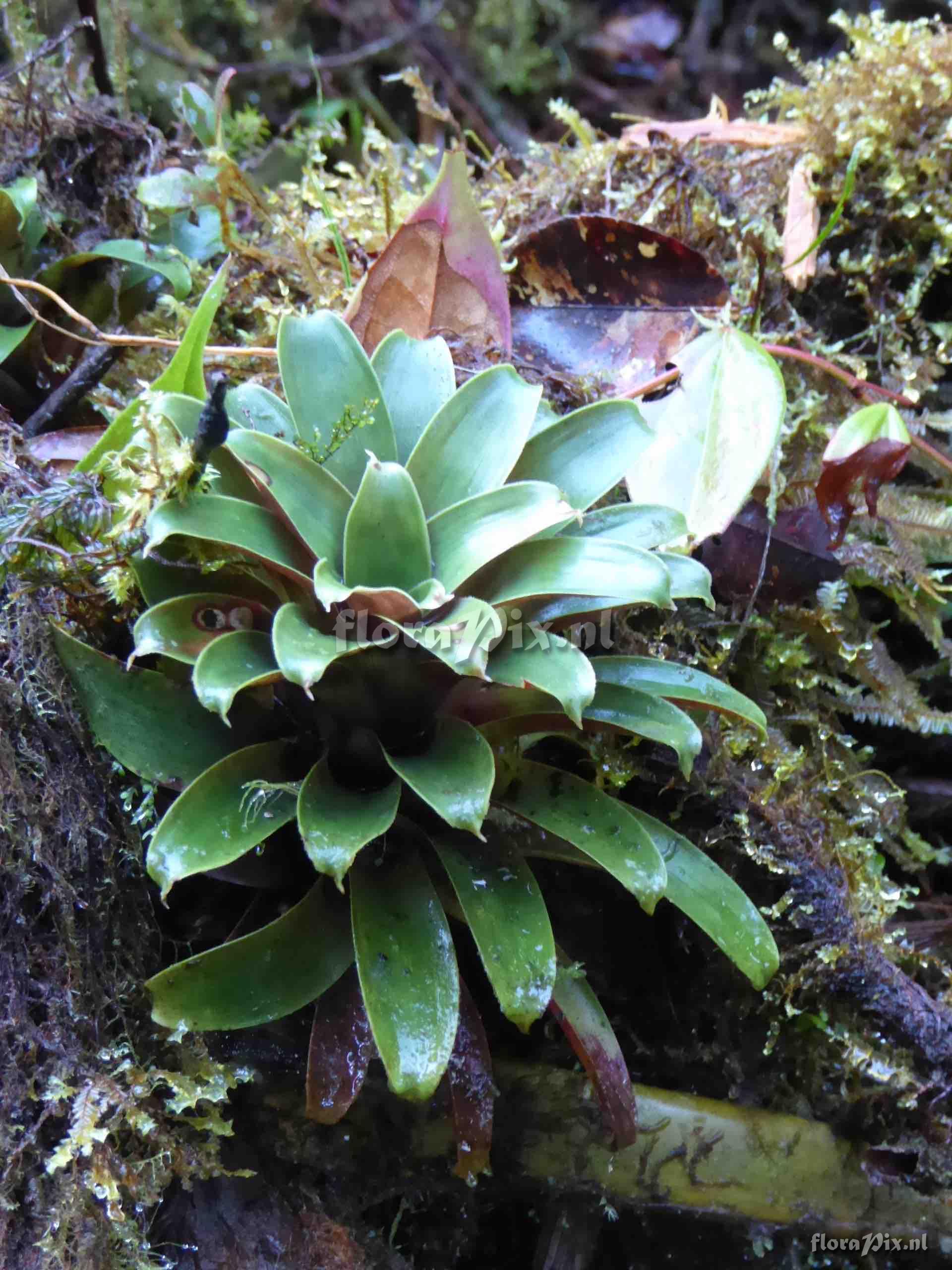 Guzmania kraenzliniana