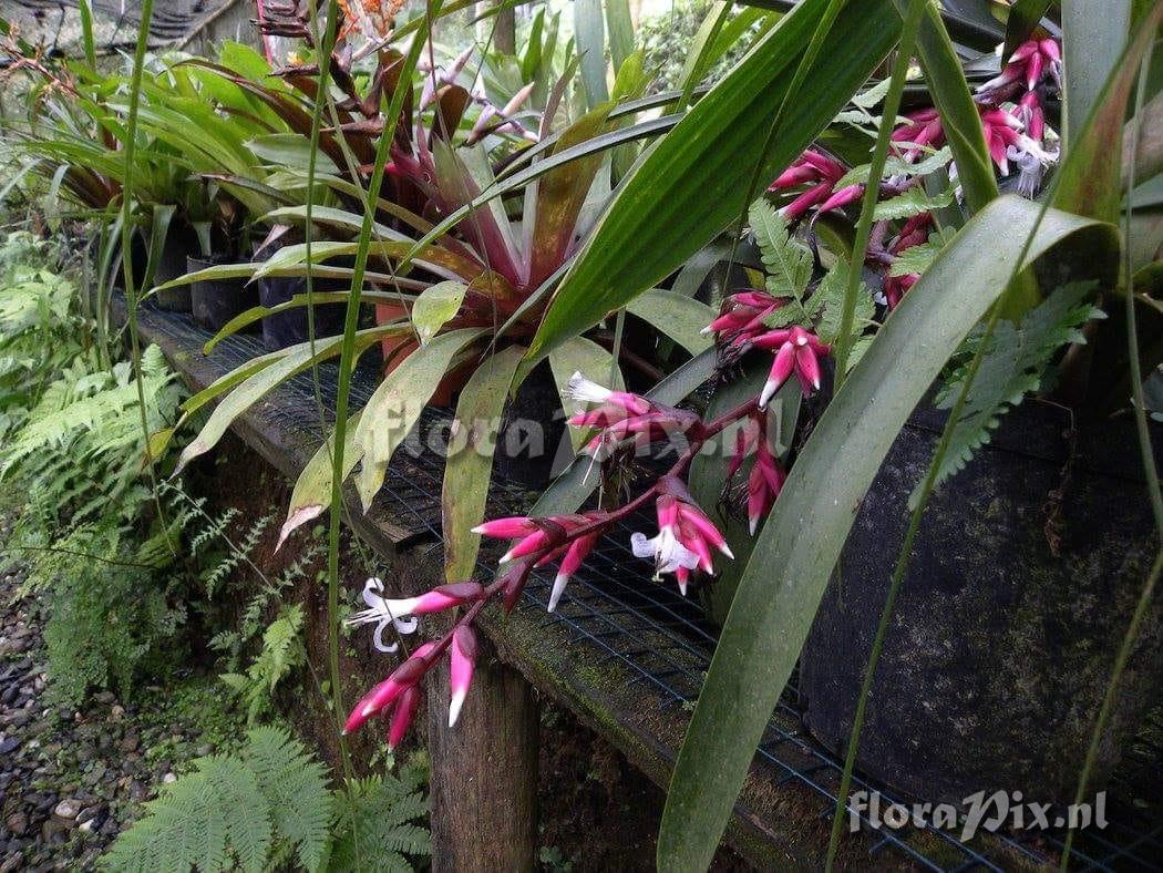 Guzmania cabrerae