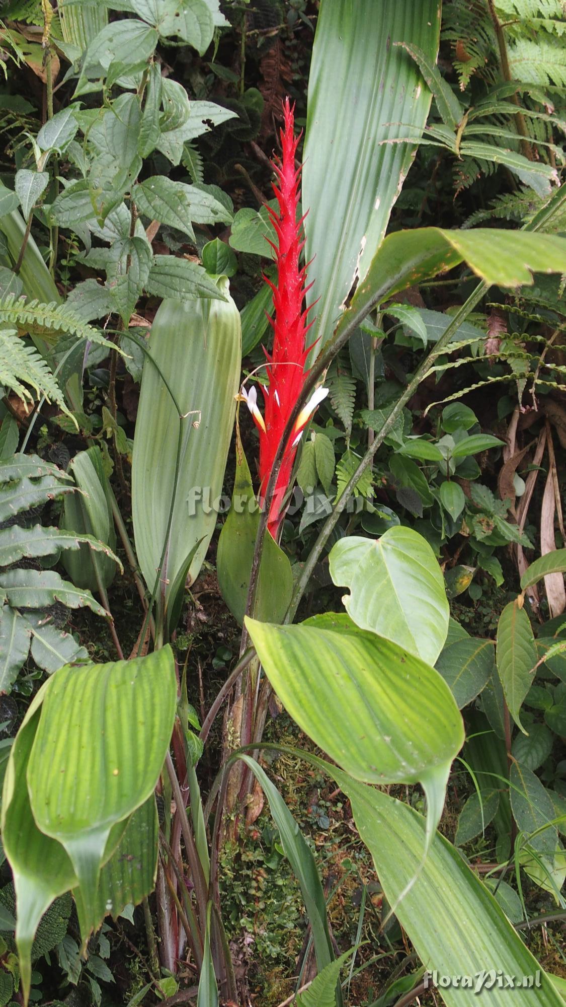 Pitcairnia 