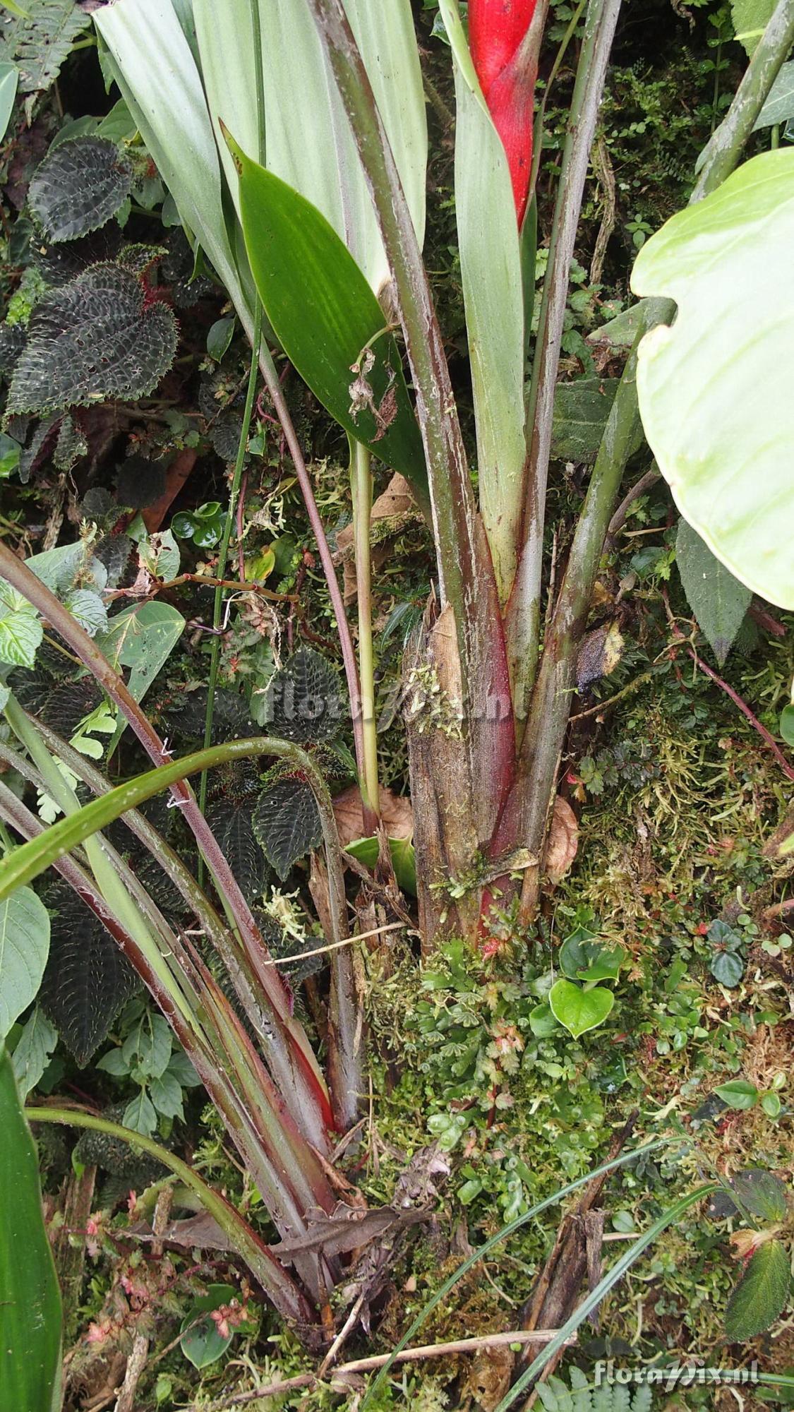 Pitcairnia 