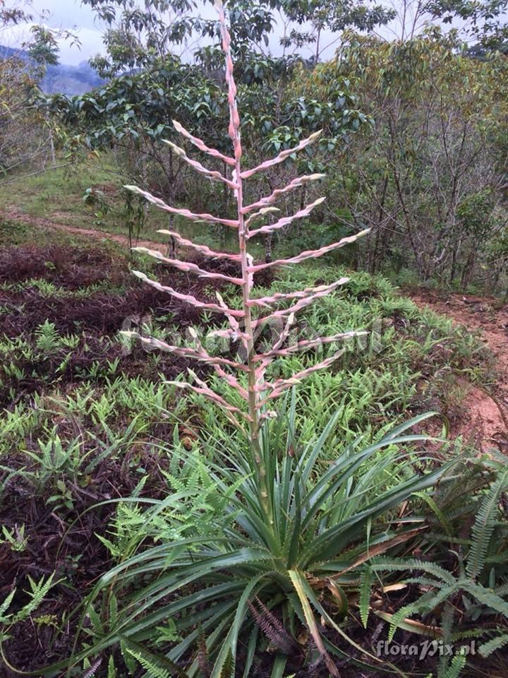 Puya floccosa