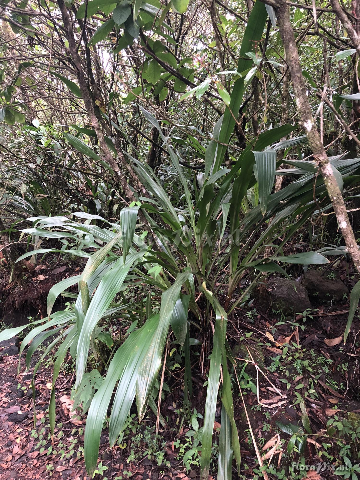 Pitcairnia funkiae