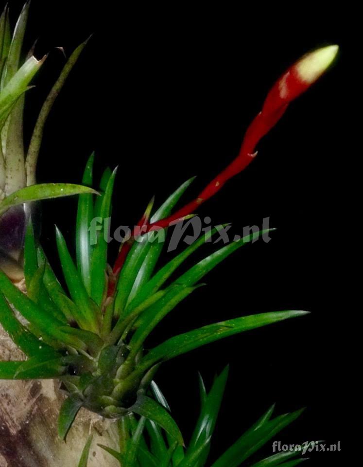 Tillandsia ?