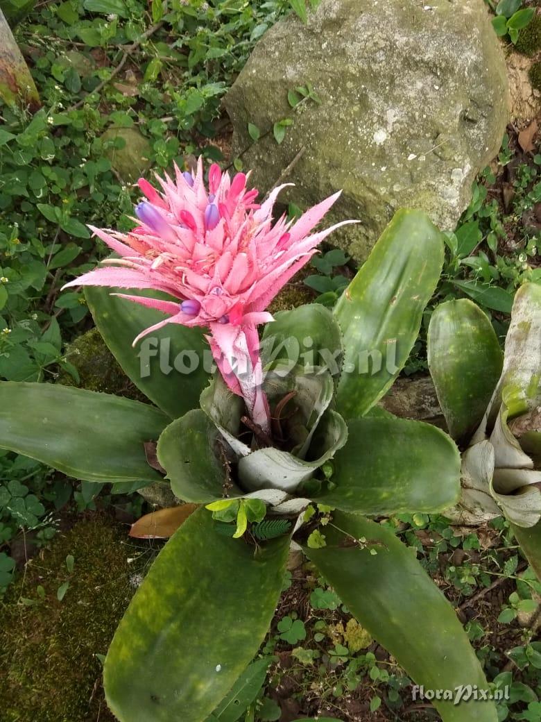 Aechmea fasciata