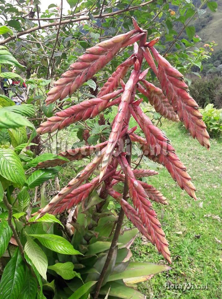 Tillandsia aff. fendleri