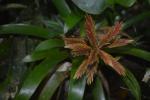 Vriesea zamorensis