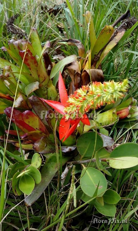 Aechmea nudicaulis?