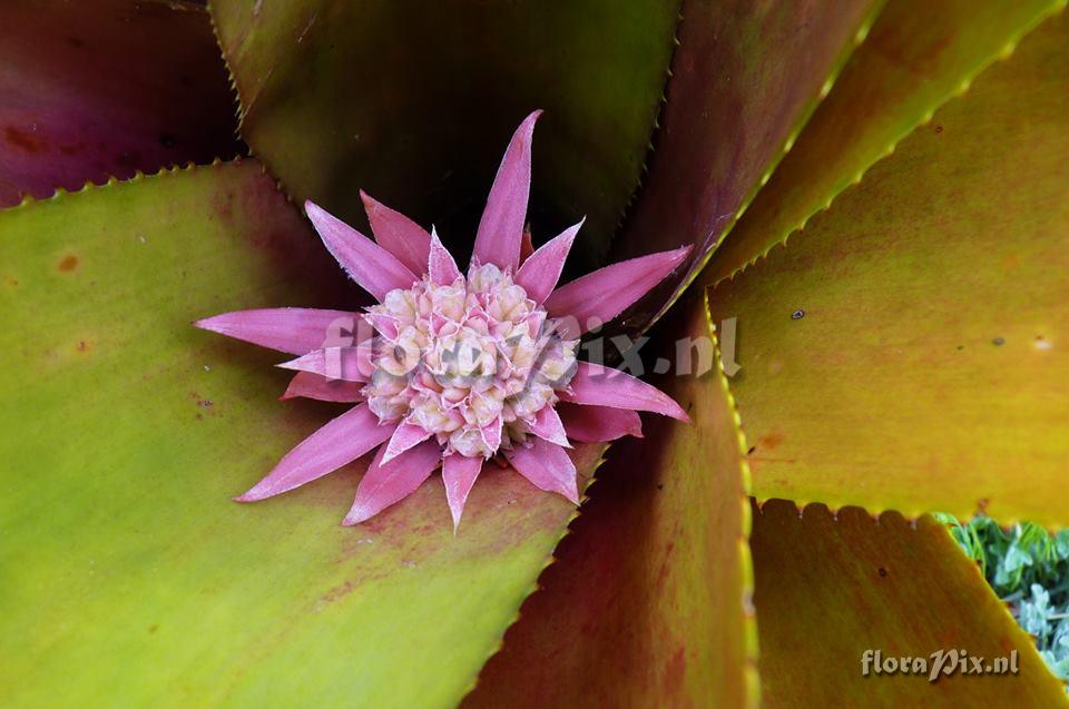 Aechmea gigantea