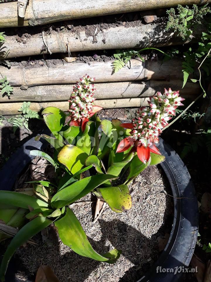 Aechmea mertensii