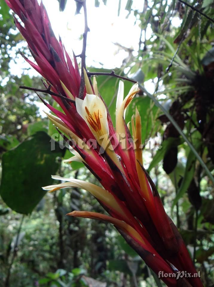 Pitcairnia 