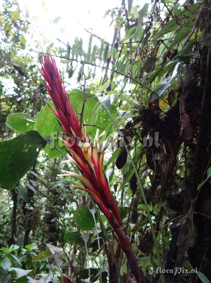 Pitcairnia 