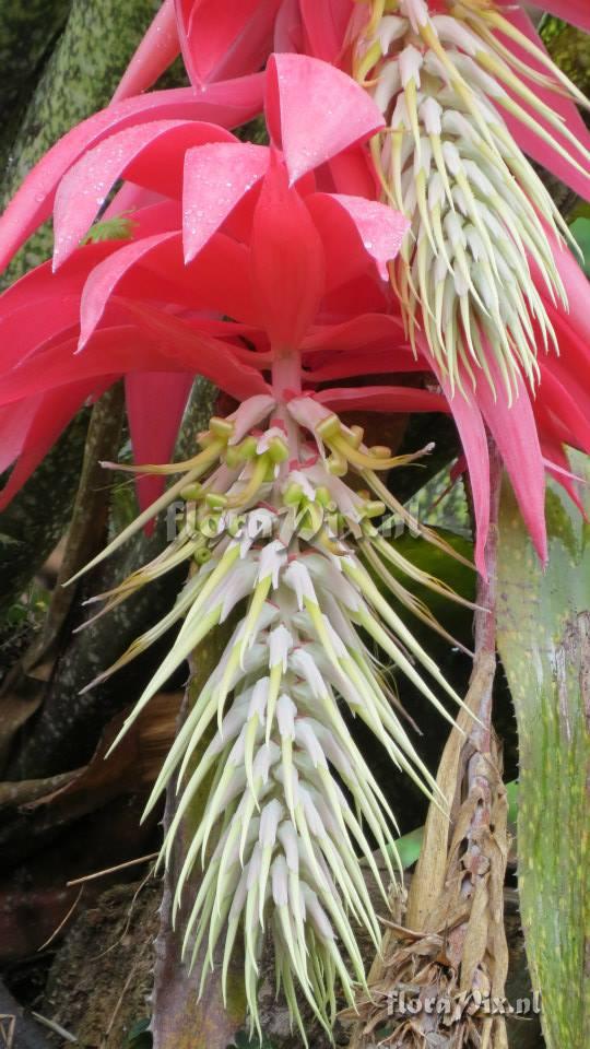 Billbergia decora