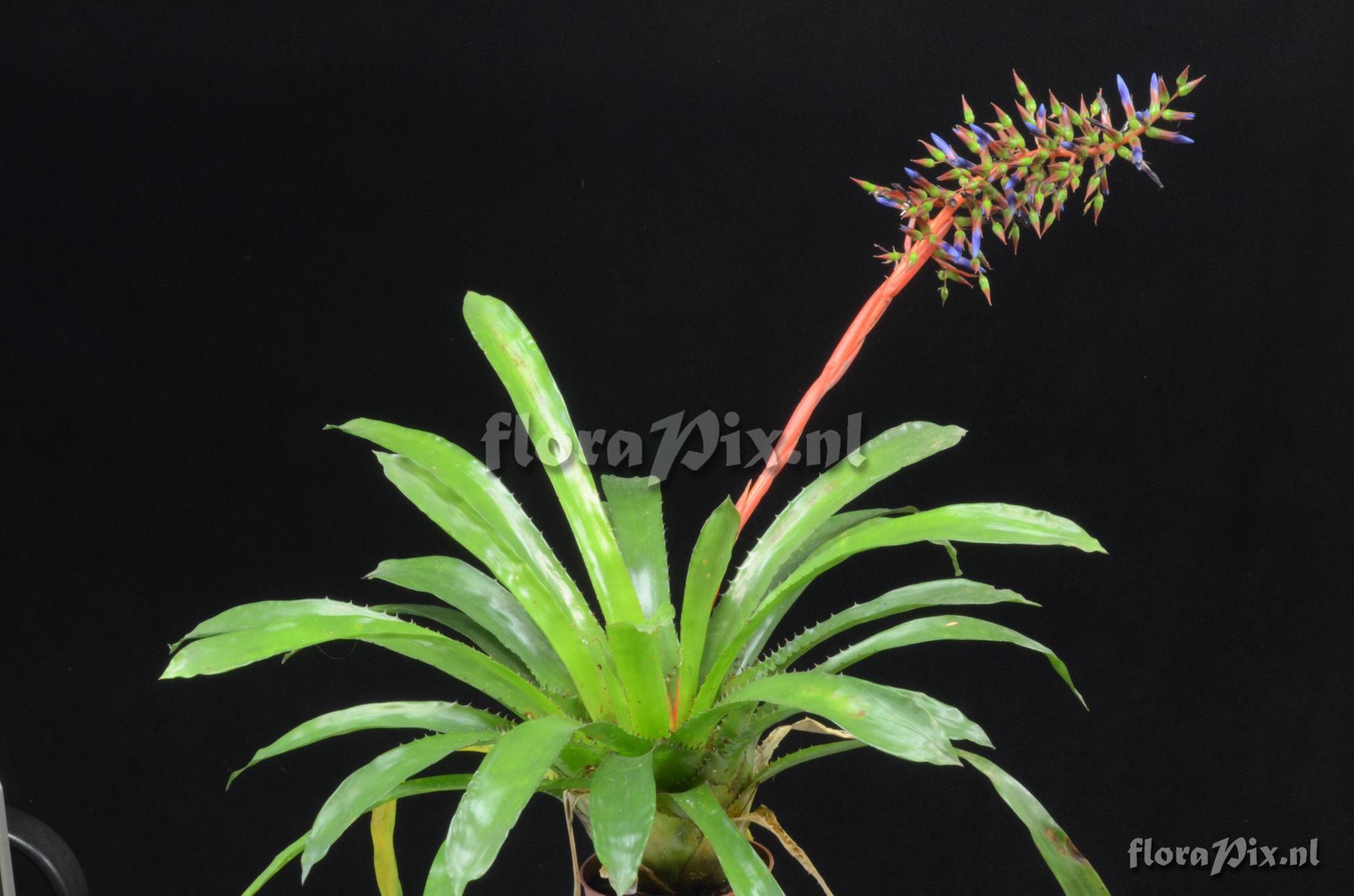 Aechmea azurea