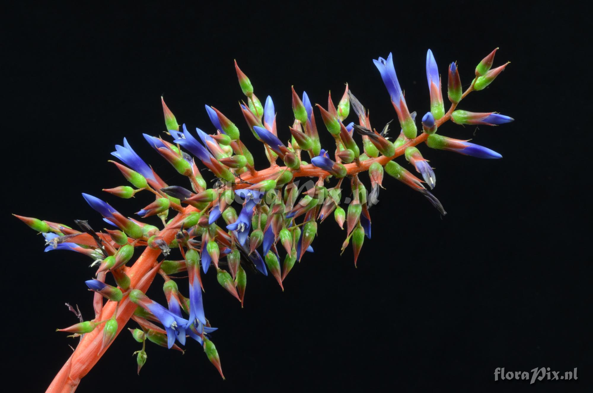 Aechmea azurea