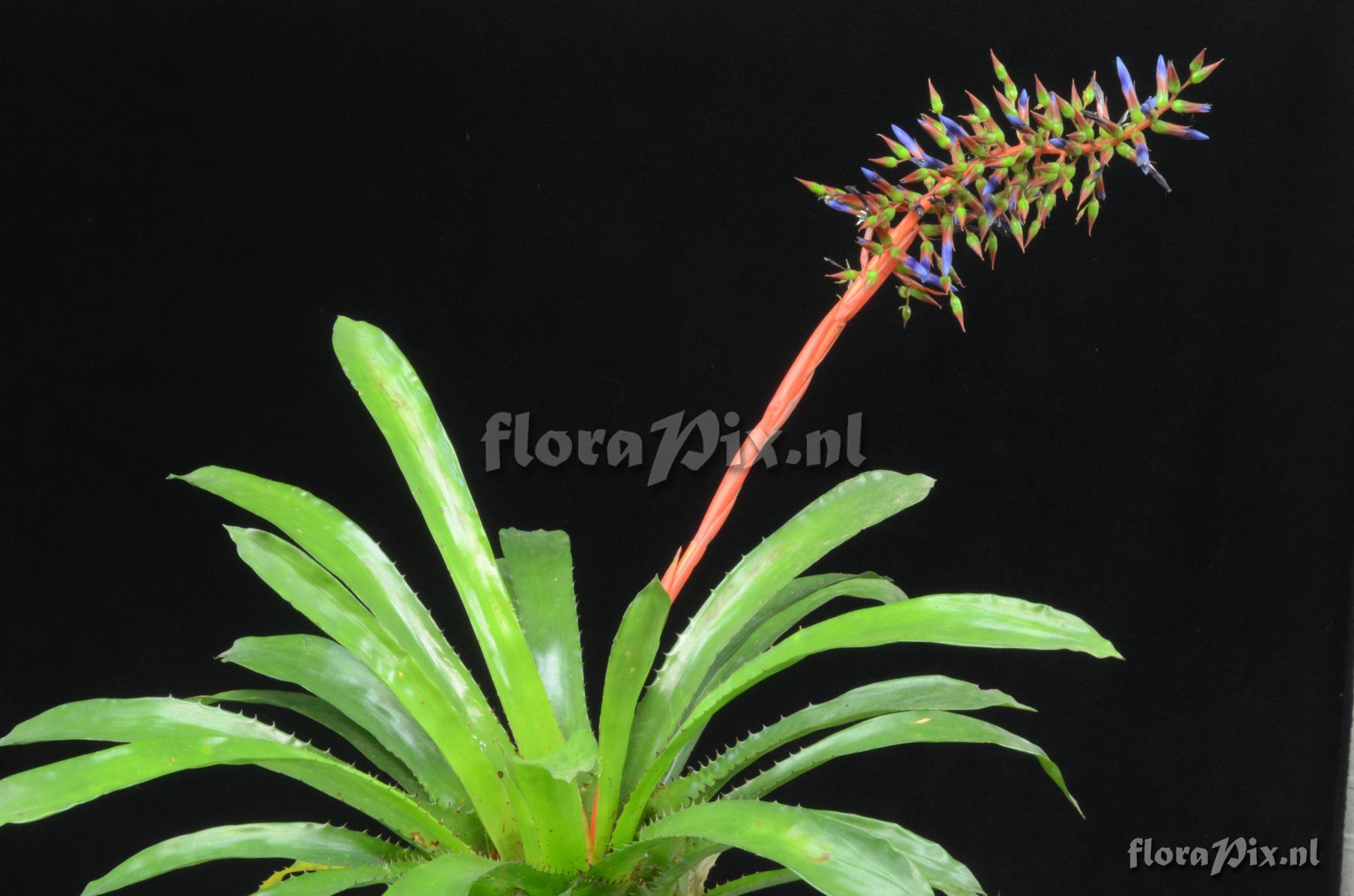 Aechmea azurea