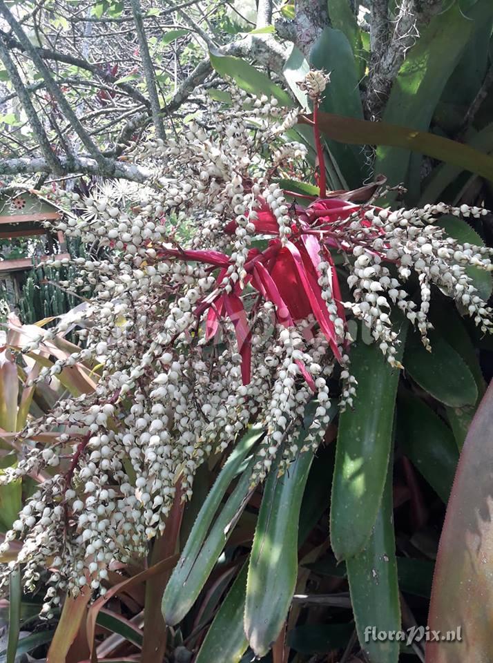 Aechmea servitensis