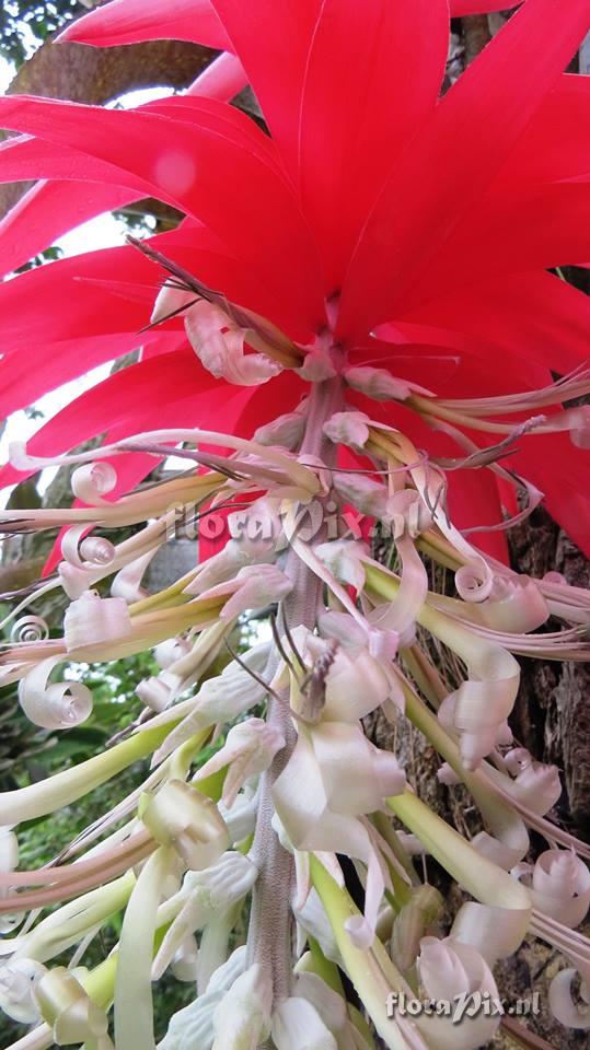 Billbergia estrella de caqueta