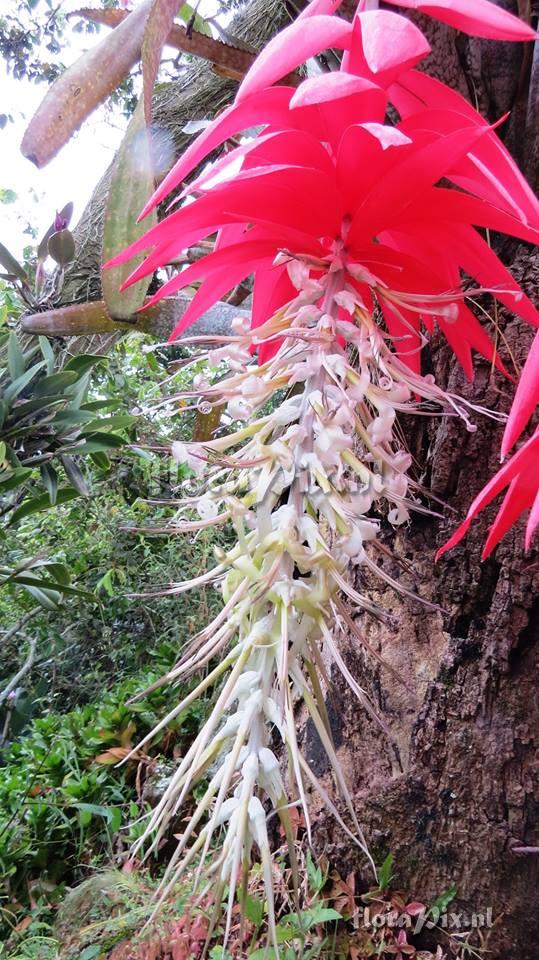 Billbergia estrella de caqueta