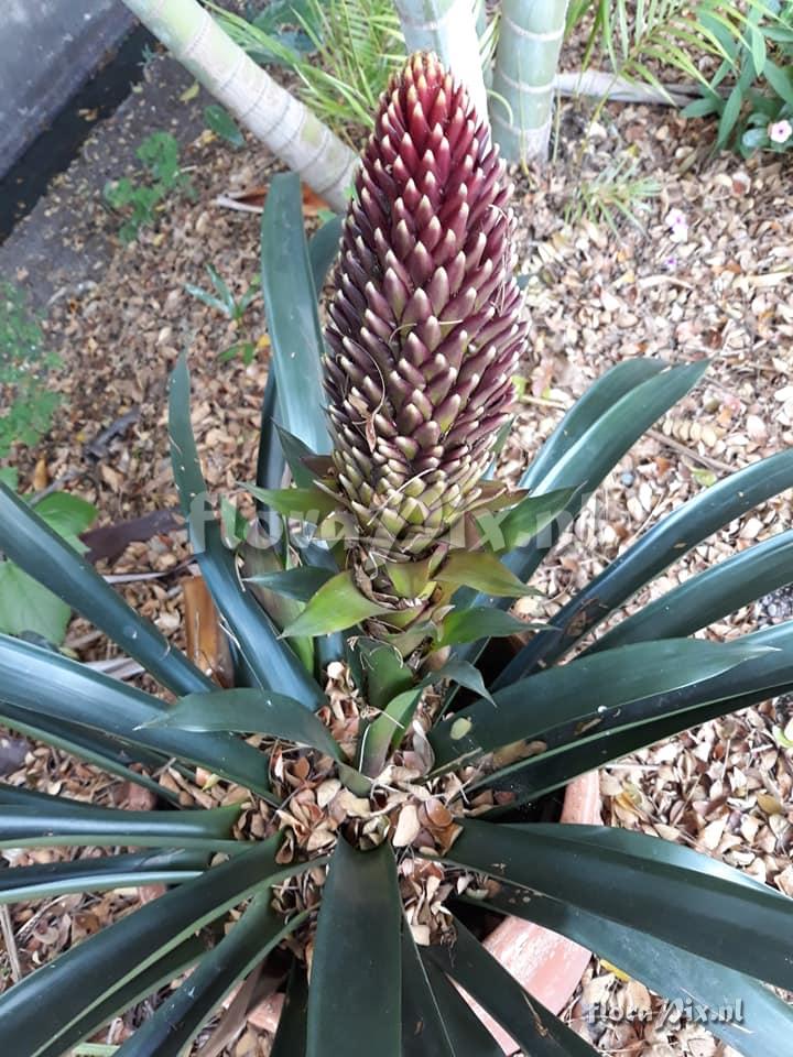 Guzmania x conifera hybrid