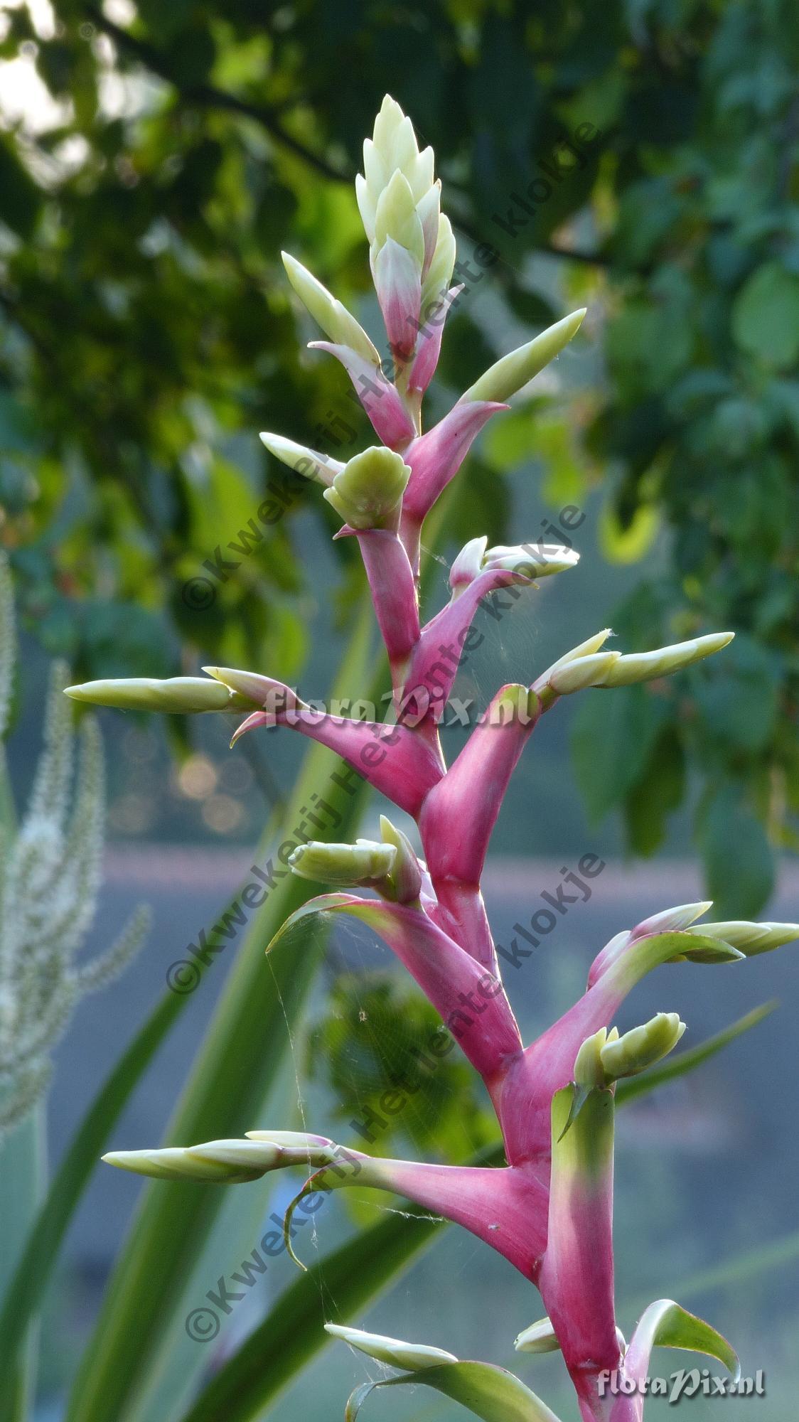 Alcantarea vinicolor